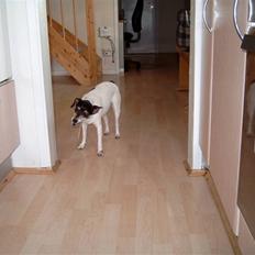 Dansk svensk gaardhund Olga ( Død 08/08-08 )