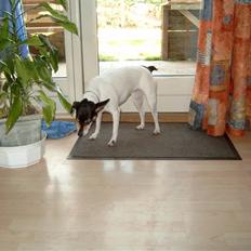 Dansk svensk gaardhund Olga ( Død 08/08-08 )