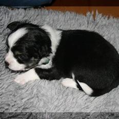 Blanding af racer (papillion/chihuahu)Happy