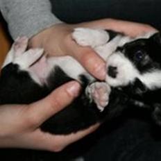 Blanding af racer (papillion/chihuahu)Happy