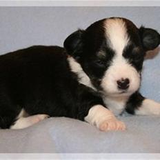 Blanding af racer (papillion/chihuahu)Happy