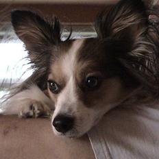 Papillon Gizmo