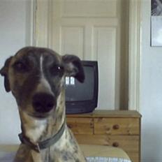 Whippet K