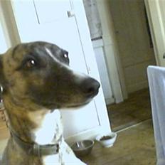 Whippet K