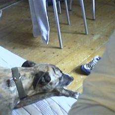 Whippet K