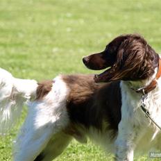 Kleiner münsterländer <3nico<3
