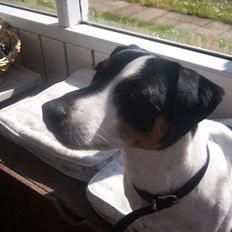 Jack russell terrier monty SOLGT :'(