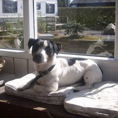 Jack russell terrier monty SOLGT :'(