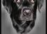 Labrador retriever Formel 1 *Fie <3* - mange tak til * Det Lille Blå Lyn & Den Sorte Banditræv´s moar * for dette flotte billede :D 