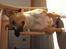 Amerikansk staffordshire terrier jessie