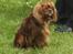 Cavalier king charles spaniel Topper - Med vinden i fanerne til udstilling