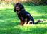 Cavalier king charles spaniel Tulle (Magic Rose) - Posering :)