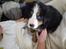 Berner sennenhund Morgan