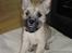 Cairn terrier Ferns Quickstepper