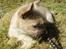 Cairn terrier Ferns Quickstepper