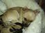 Cairn terrier Ferns Quickstepper