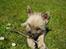 Cairn terrier Ferns Quickstepper