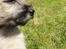 Cairn terrier Ferns Quickstepper