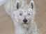 West highland white terrier Lucky