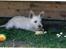 West highland white terrier Lucky