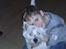 West highland white terrier Lucky