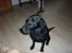 Labrador retriever Effi  R.I.P - effi 