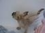 Cairn terrier Ferns Quickstepper