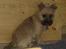 Cairn terrier Ferns Quickstepper