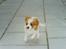 Cavalier king charles spaniel Simba R.I.P <3 - Min lille hvalp kommer flyvende :) UNDSKYLDER DEN DÅRLIGE KVALITET..