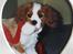 Cavalier king charles spaniel Simba R.I.P <3 - Simba da han var hvalp<3 hvor var han bare nuser man <3