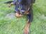 Rottweiler Nalah - hvis jeg kigger længe nok på den, forsvinder den så :)?