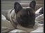 Fransk bulldog Kato *RIP* - Kato hygger i sofaen
