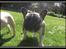 Fransk bulldog Kato *RIP* - Åhh, hvad var dog det jeg fik spist???