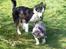 Border collie Rooney