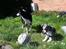 Border collie Rooney