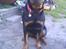 Rottweiler Nalah