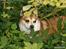 Norsk lundehund Stella (22.4.1997- 3.1.2012) - 23.8.07