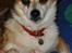 Norsk lundehund Stella (22.4.1997- 3.1.2012) - 22.4.07 - 11 års fødselsdag