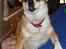 Norsk lundehund Stella (22.4.1997- 3.1.2012) - 22.4.08 - færdig med at se sød ud, nu er der noget der skal kommenteres