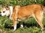 Norsk lundehund Stella (22.4.1997- 3.1.2012) - 22.4.08 - det skal ikke kun være billeder af mit hoved I får at se.