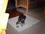 Dvaergschnauzer MOLLIE<3<3 - AAAAAAAAAAHHHHHHHHHHHHH      c",)