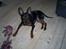 Dvaergpinscher Diego - R.I.P - dejlig varm plet på gulvet, det skal da udnyttes...