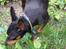 Dvaergpinscher Diego - R.I.P - masser af nye dufte i foråret... dejligt!