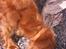 Cocker spaniel Mille  --Himmelhund--