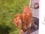 Cocker spaniel Mille  --Himmelhund--