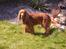 Cocker spaniel Mille  --Himmelhund--