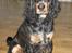 Cocker spaniel Bailey