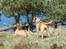 Bullmastiff Isabella