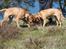 Bullmastiff Isabella