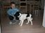 Cavalier king charles spaniel Annexgårdens Lea